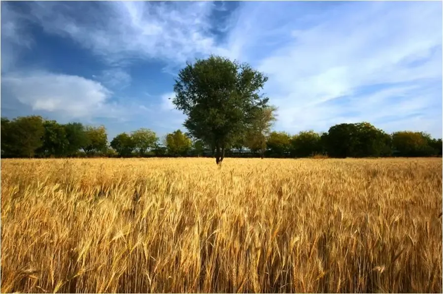 indian-wholewheat-flatbread-chapati bodyImage