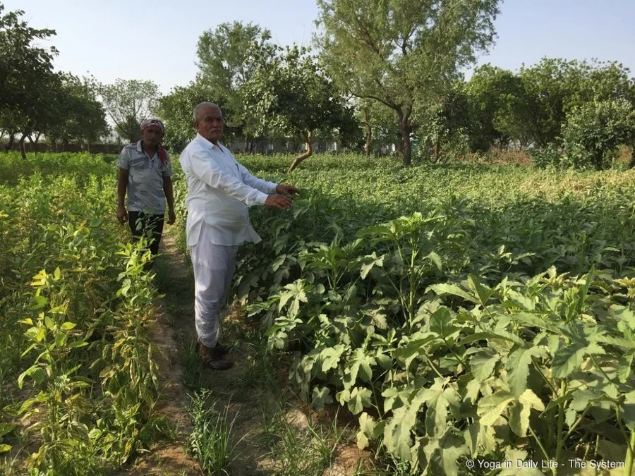 Inspecting the bhindi