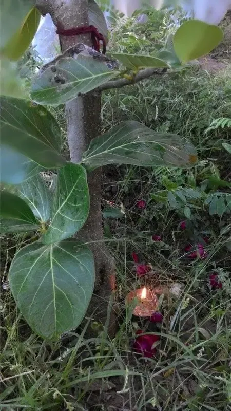 international-peace-day-in-om-ashram bodyImage