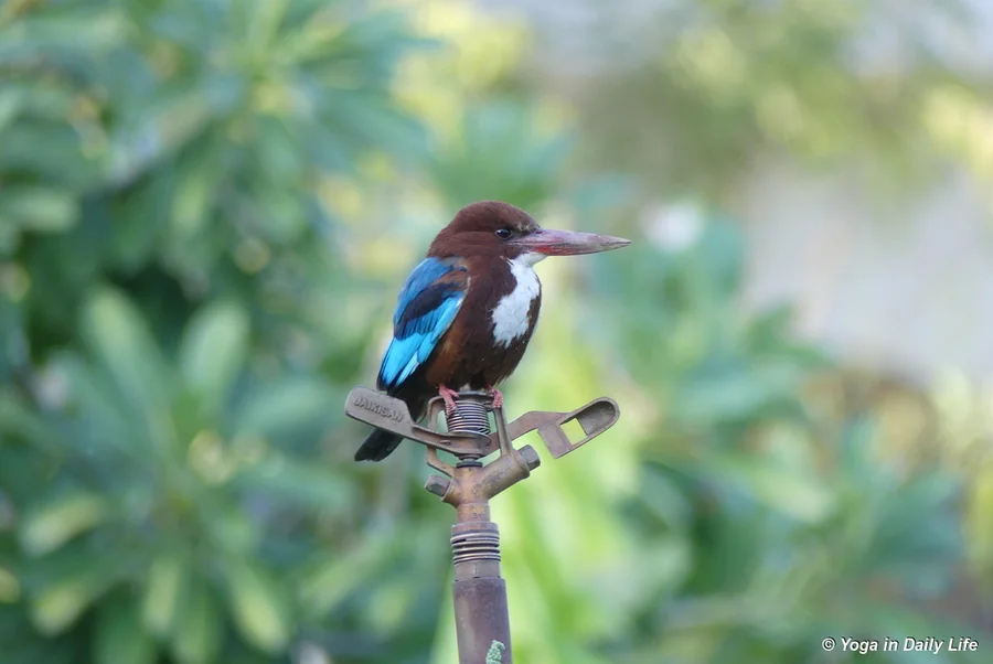 kingfisher in Shiv Bagh