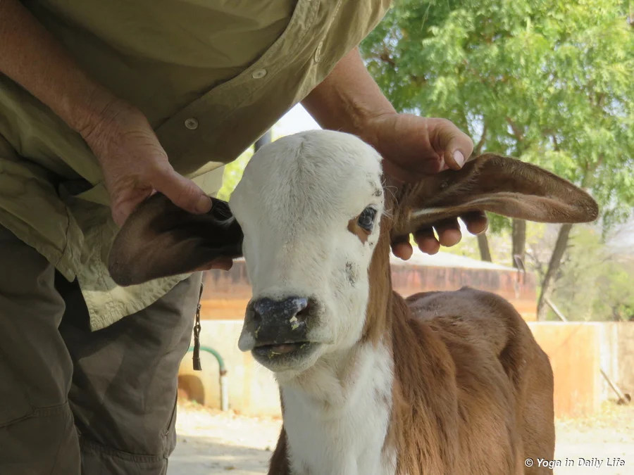 lakshmi at 5 days old