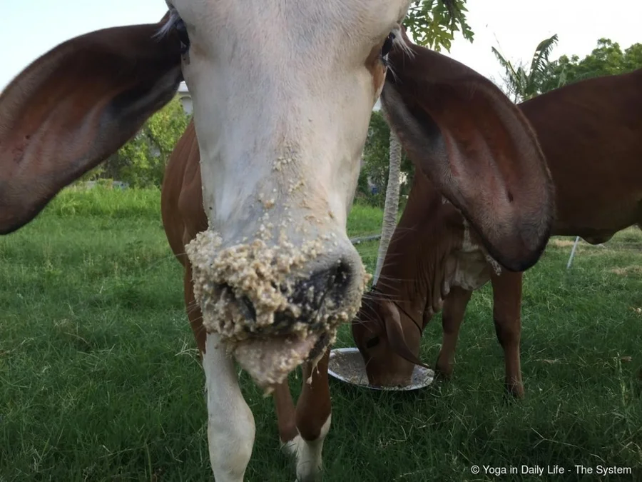 Lakshmi enjoying her barley porridge