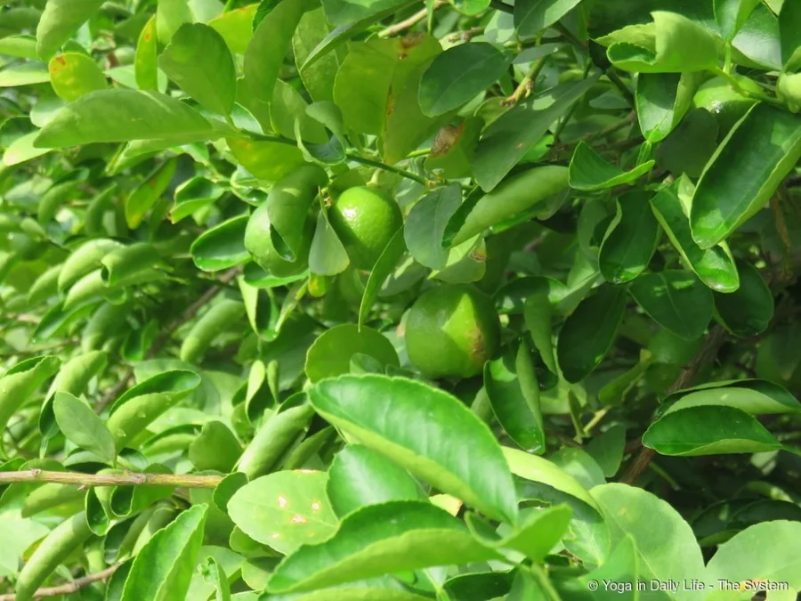 Lemons a little late this year but at least 3 tons expected