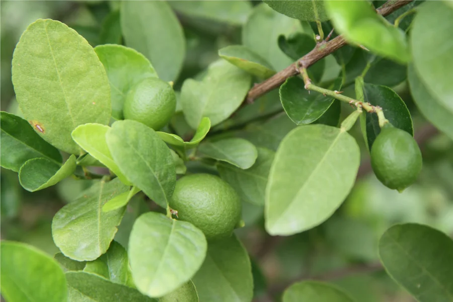 Lemons slowly ripening.
