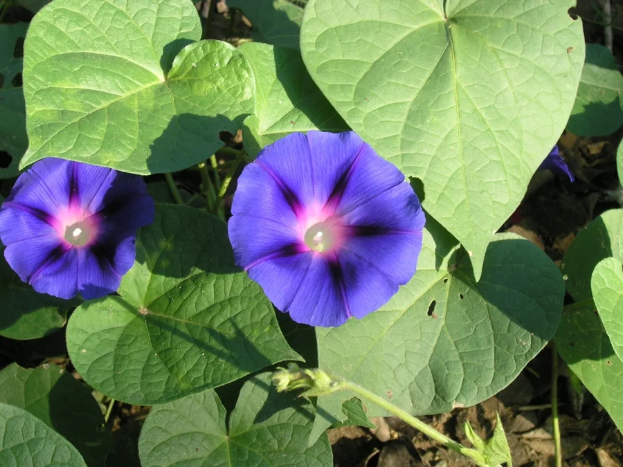 Morning glory in bloom