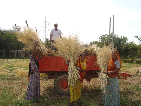 Mustard harvest.