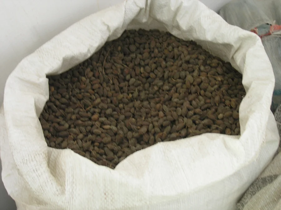 neem-seeds-cleaned-and-ready-for-pressing