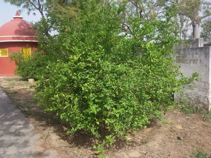 new-look-of-kailash-ashram bodyImage