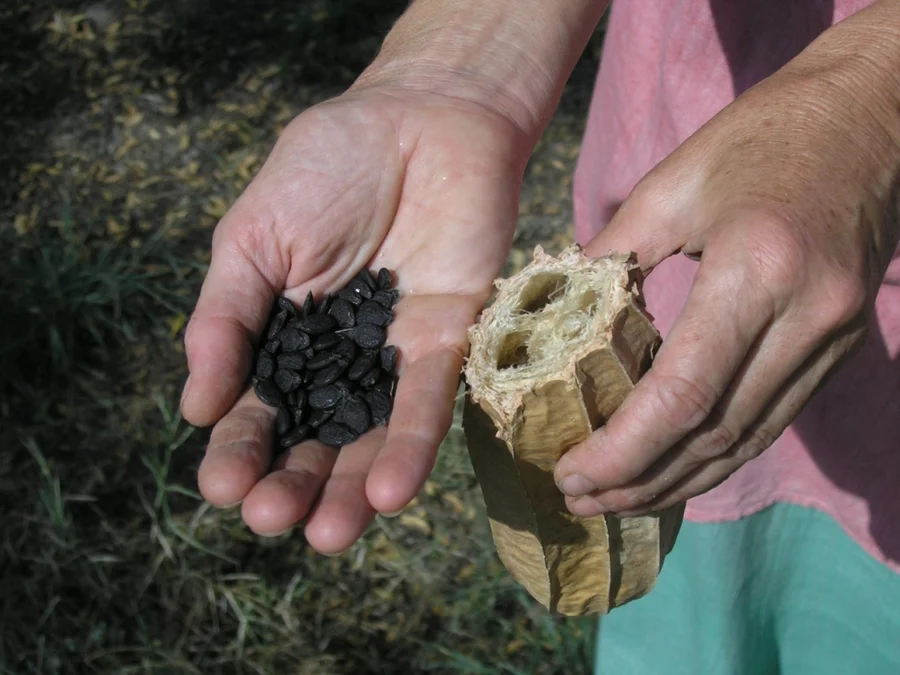 New seeds for summer and monsoon seasons