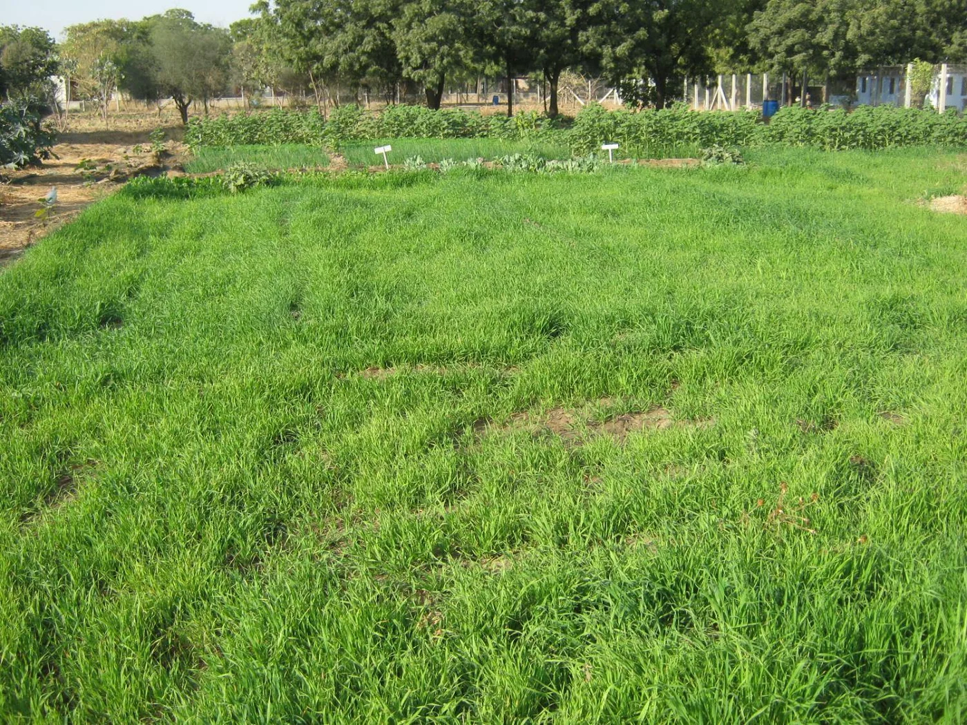 oats - a first in Jadan