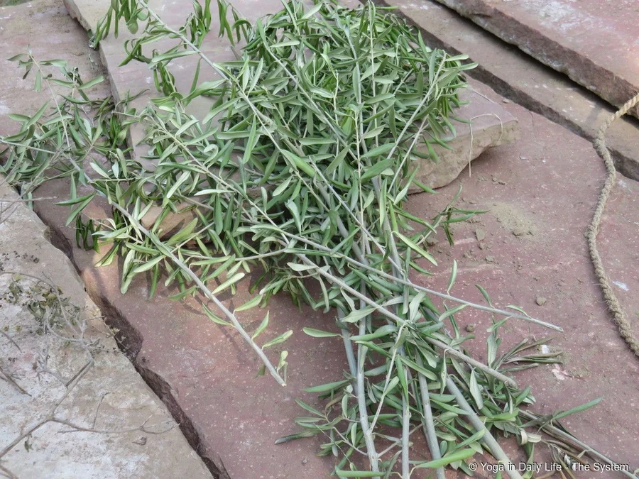 olive tree leaves drying