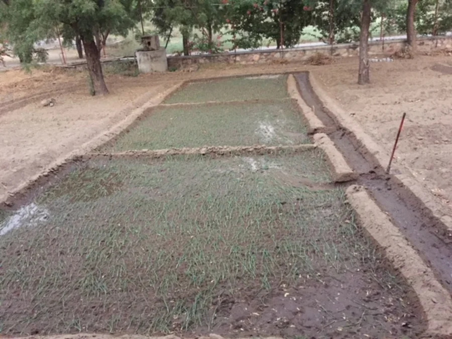 onions after flood irrigation 1200