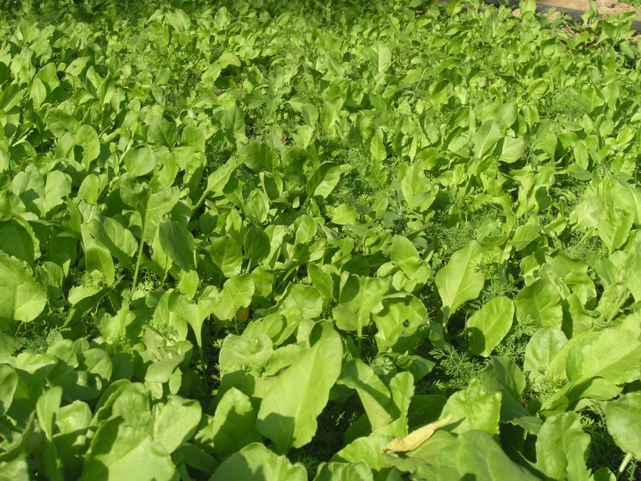 palak-or-indian-spinach-sown-with-dill-herb