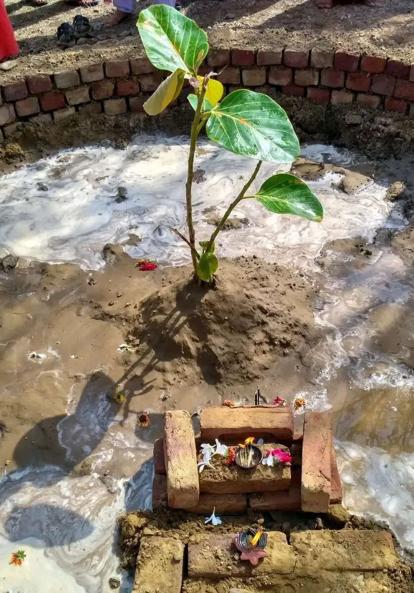 peace-tree-planting-ceremony bodyImage