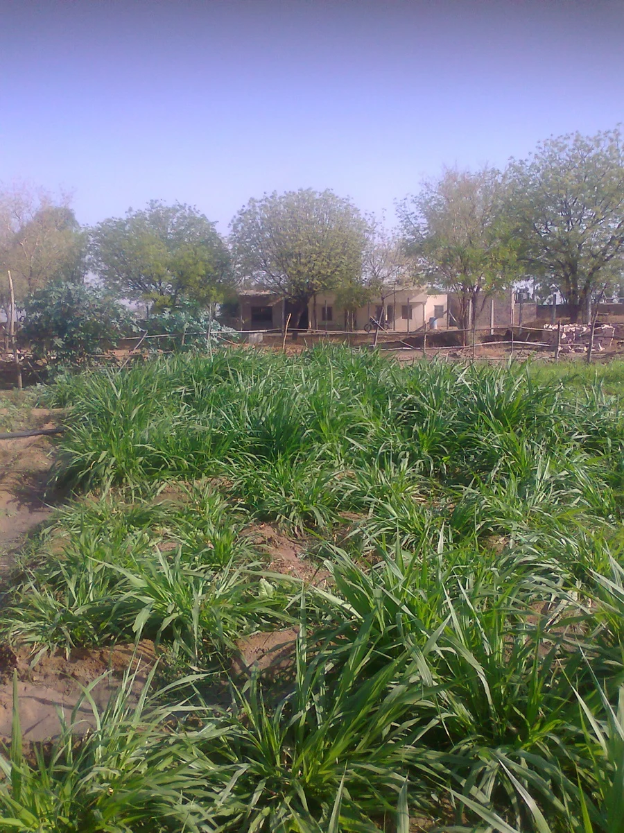 Jadan Gardens in April 2014