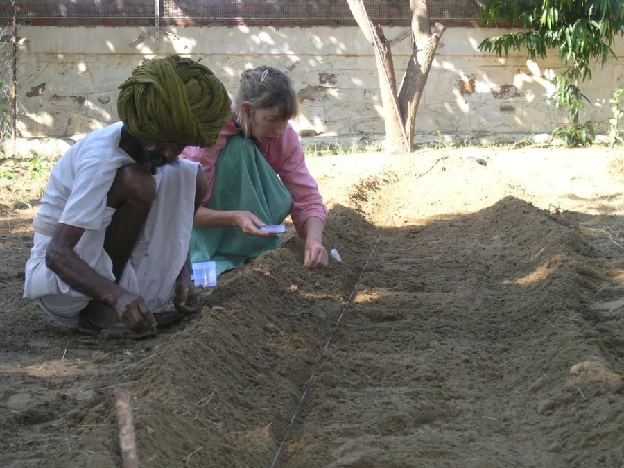 Planting winter broccoli in november