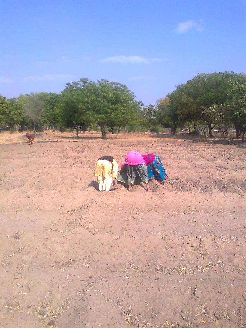 planting 1st of summer seeds on 15th