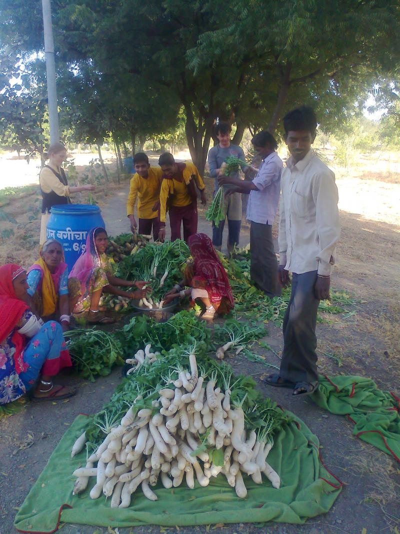 preparing daycon radish for the market on 12th Jan