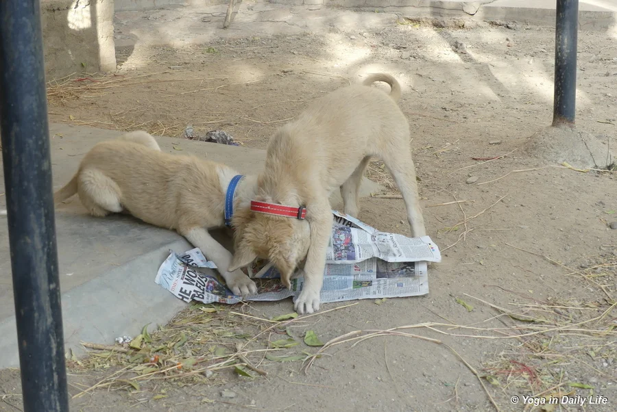 puppies enjoy playing with newspaper