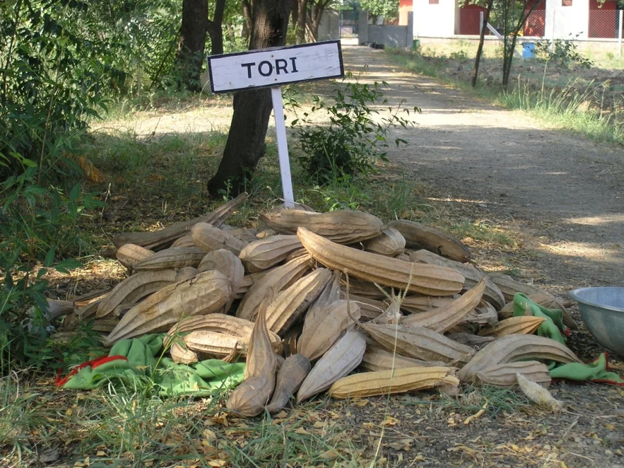 Ready for seed saving from toru gourd