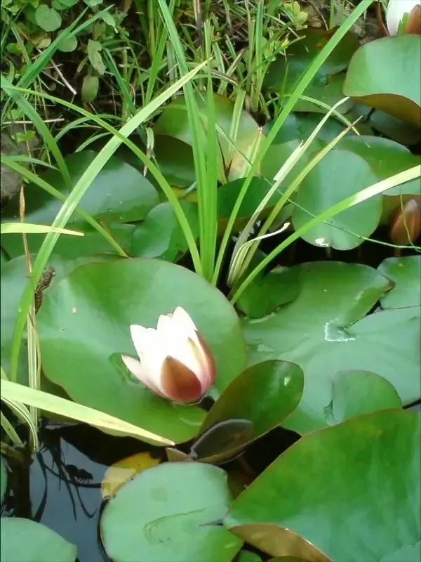 remembering-mataji bodyImage