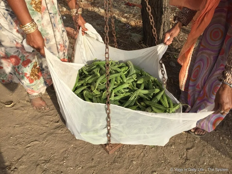 Ridge gourd being weighed