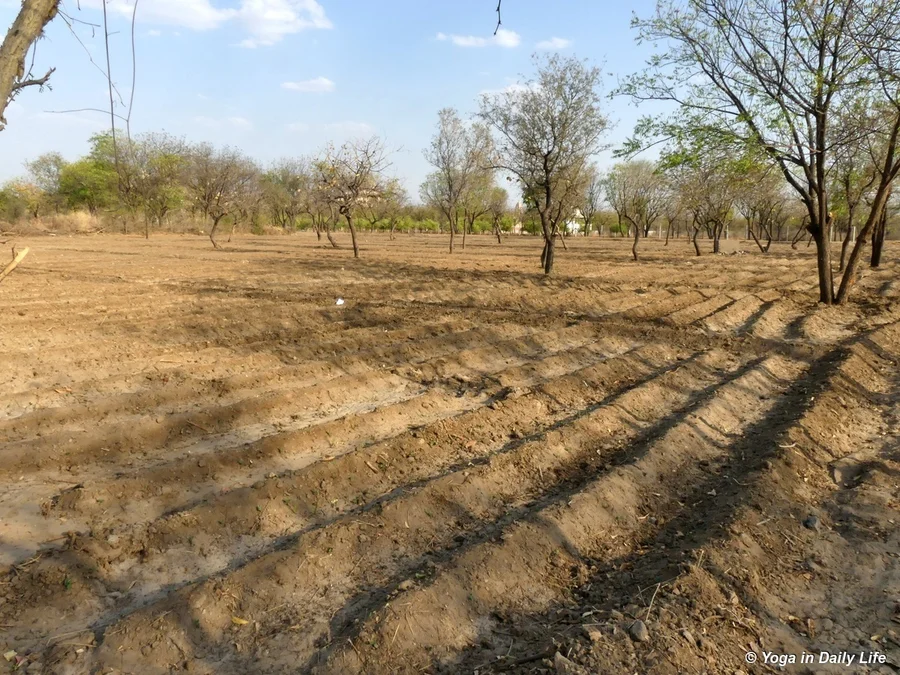 Sabji kheti for summer 2019, after first irrigation