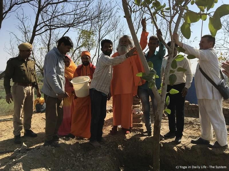 sacred-banyan-tree-for-world-peace-planted-by-vishwaguruji-in-om-ashram mainImage