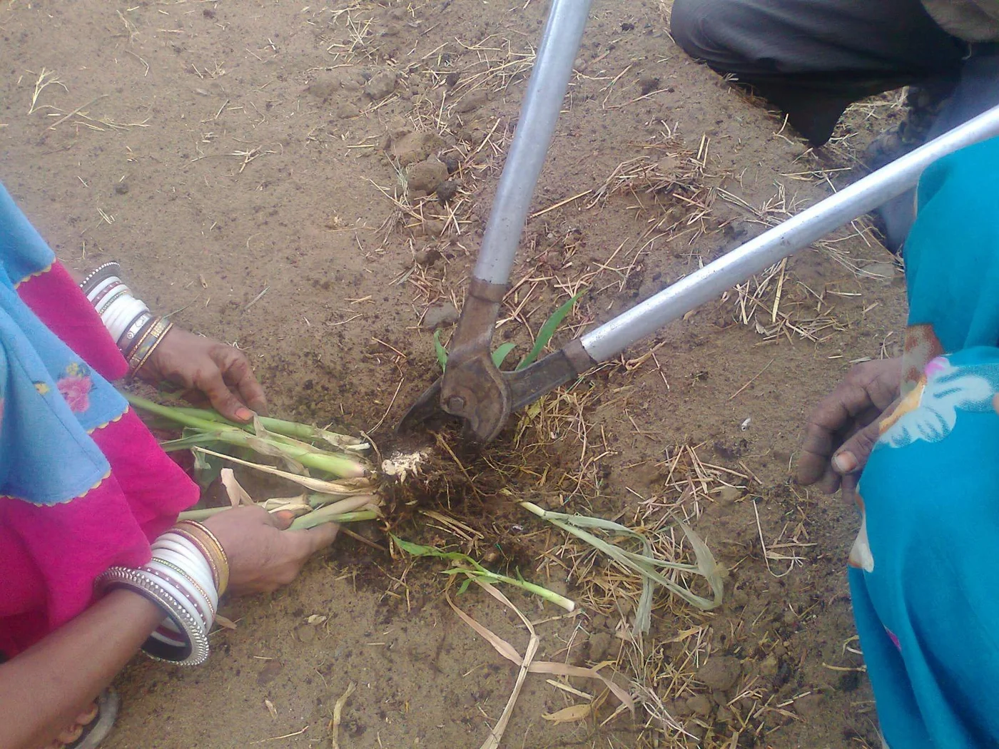 separating the Napier grass seedlings