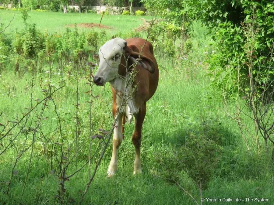 Seven months old on August 5th baby Lakshmi