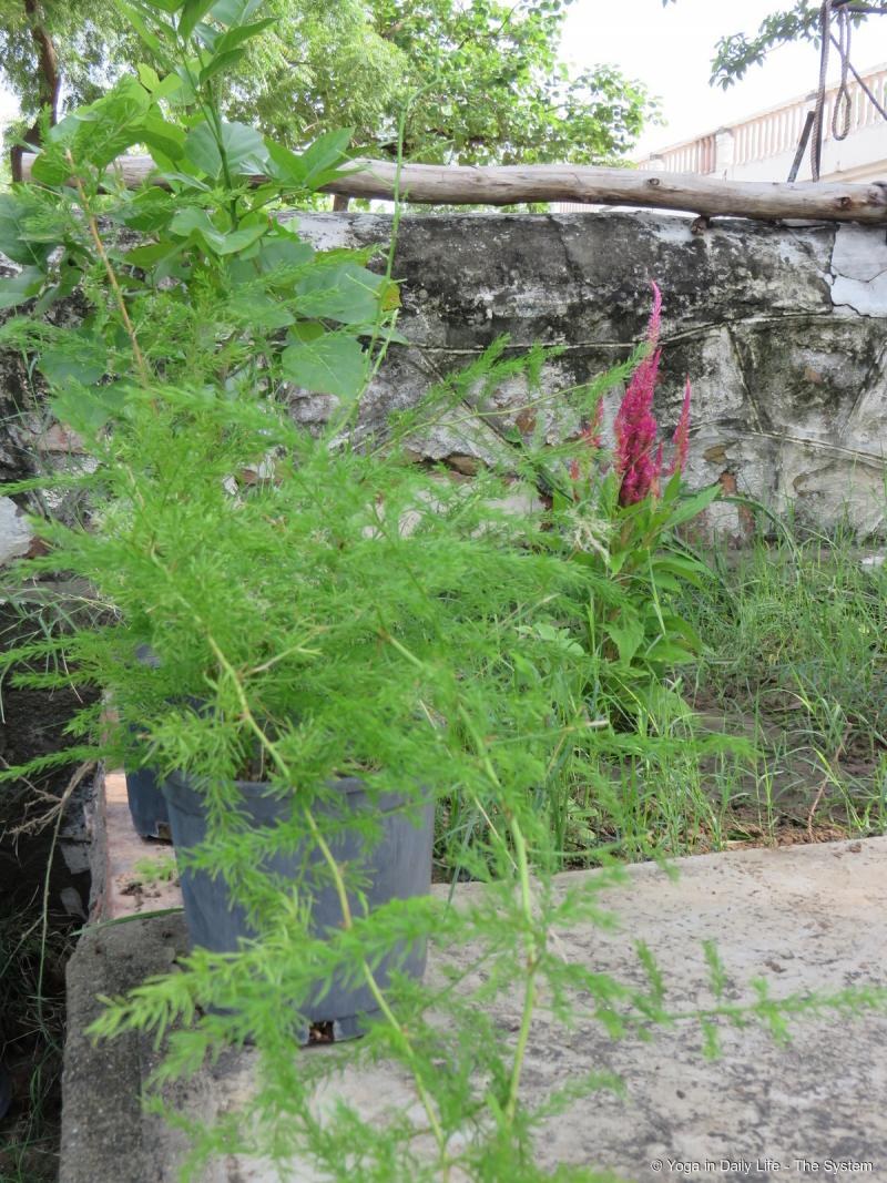 Shataavari or wild asparagus