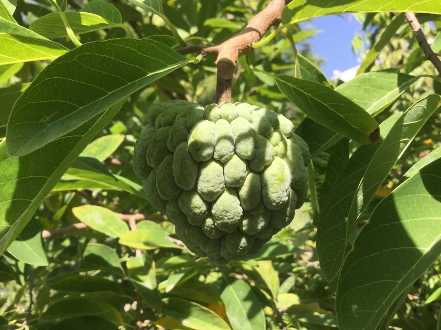 sitaphal ripening on the tree 1200