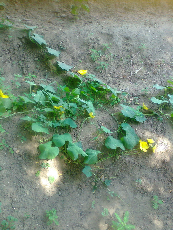 snap melon flowering