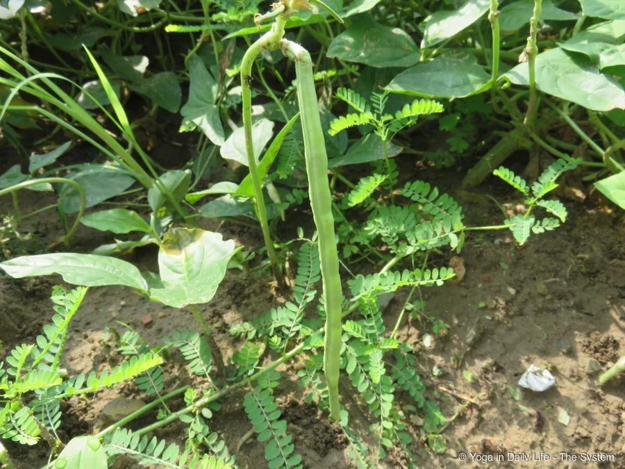 Some hundred kg of cowpea or chalwa phali collected since July