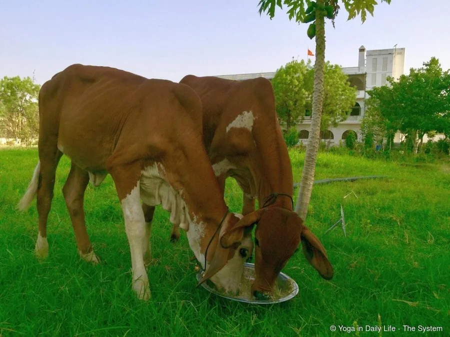 Spending 5 hours daily in Shiv Bagh meadow