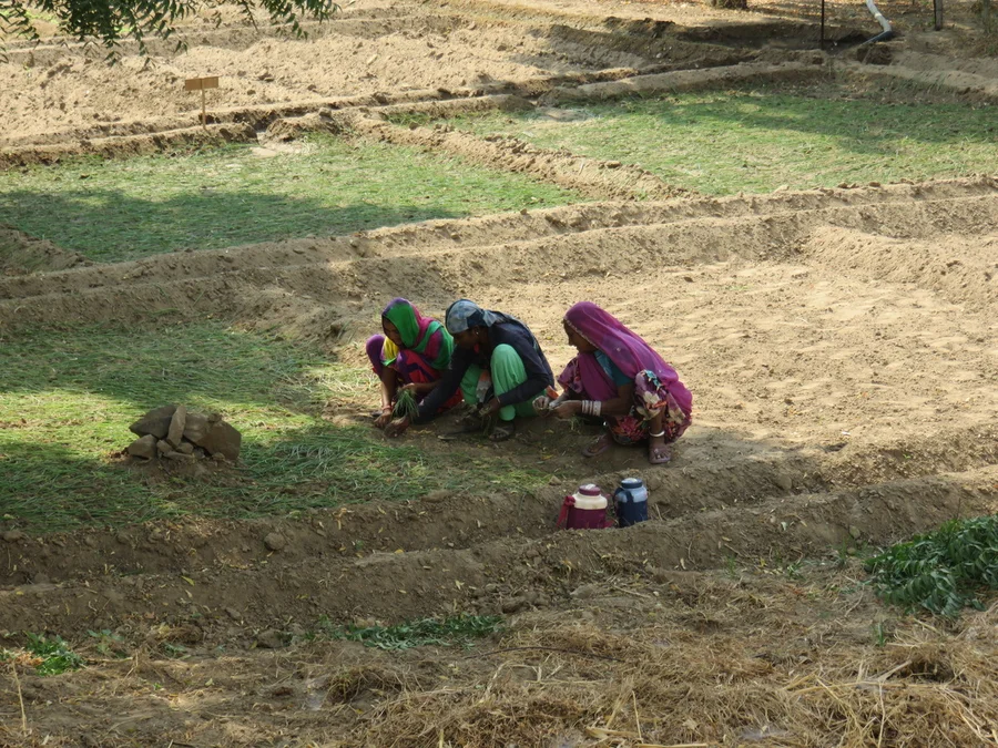 spring onions seedlings being planted