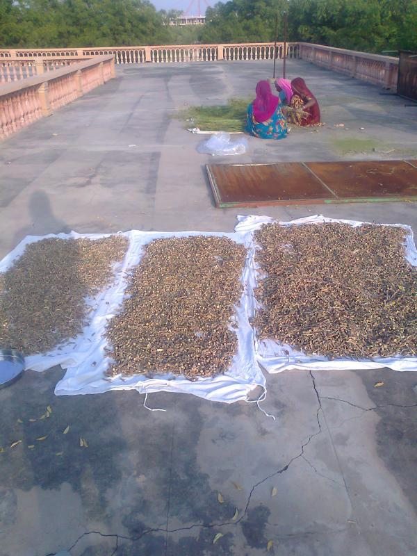 still drying the guduchi stems