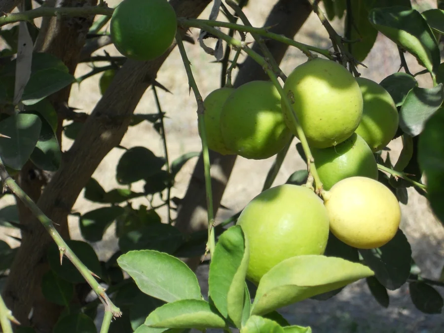 strictly speaking they are acid limes