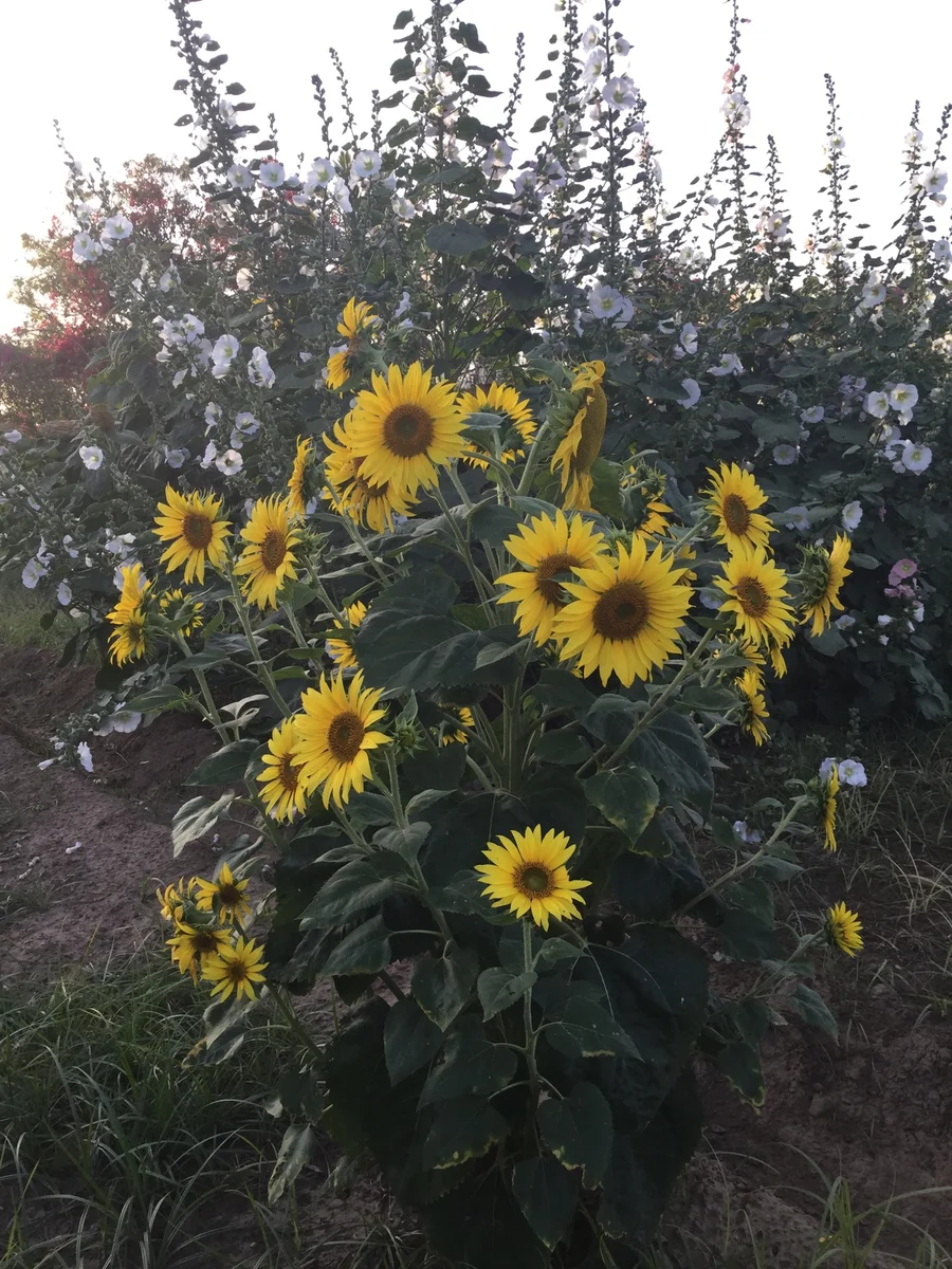 sunflowers 1200