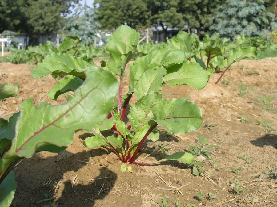 teenage-beetroot-plants