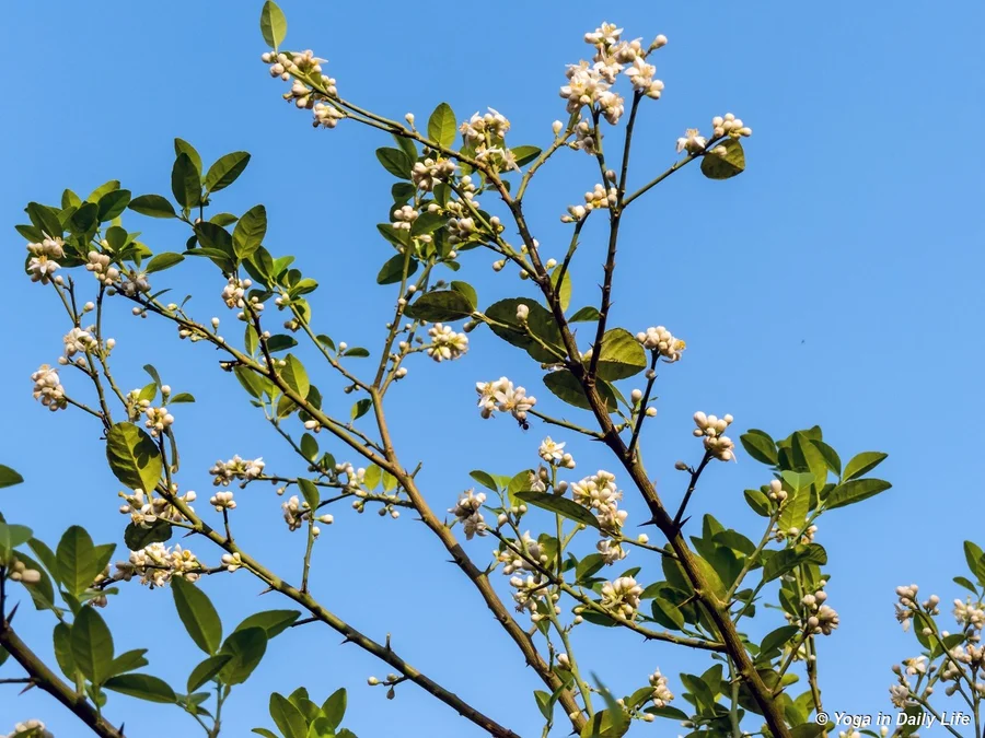 Testament to perfect cultivation