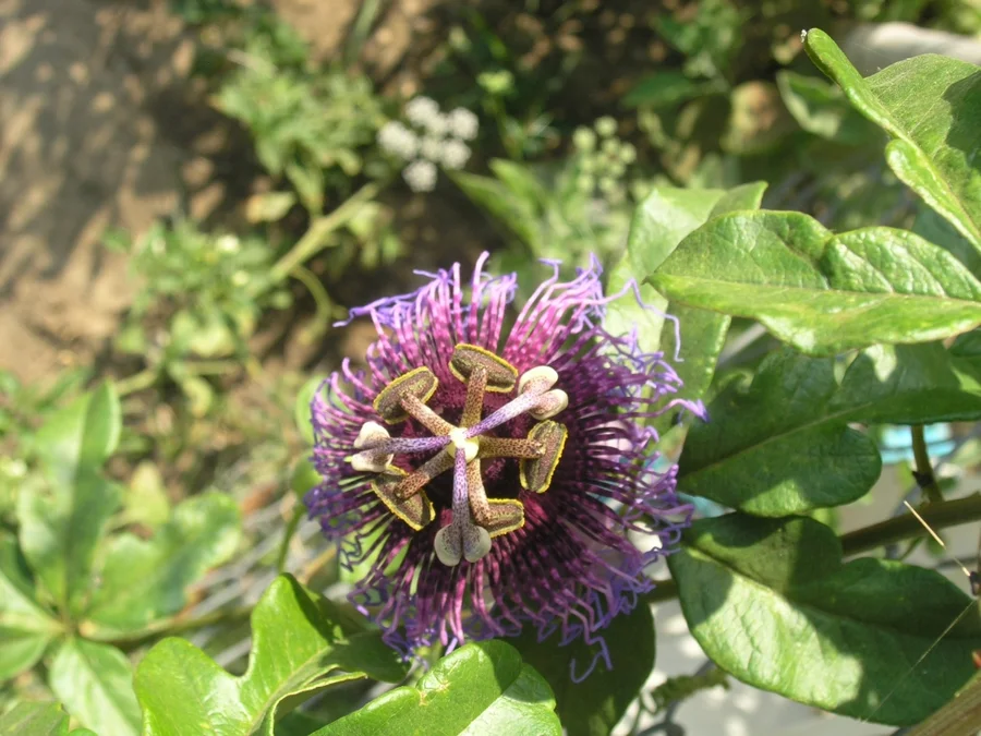 the-brazilian-passionfruit-is-flowering