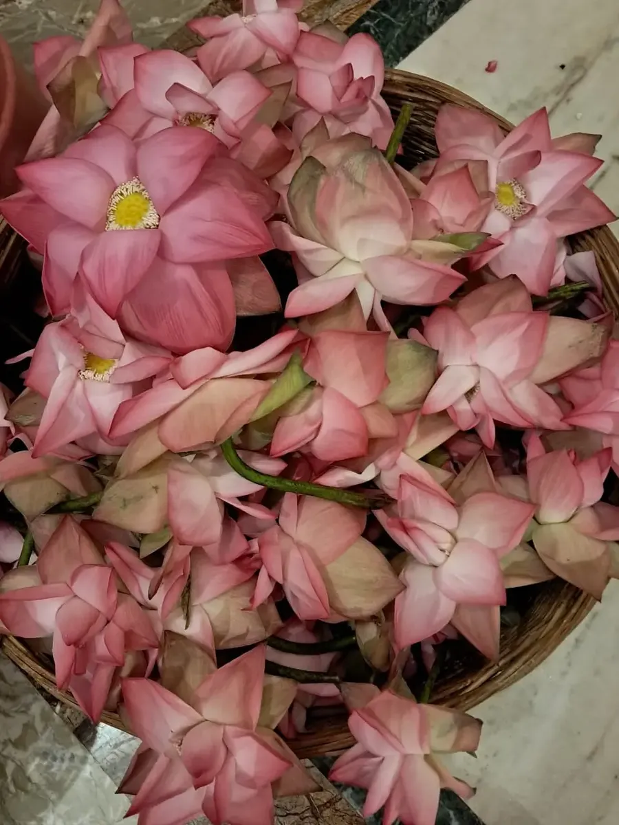 the-grand-rudrabhishek-at-om-ashram bodyImage