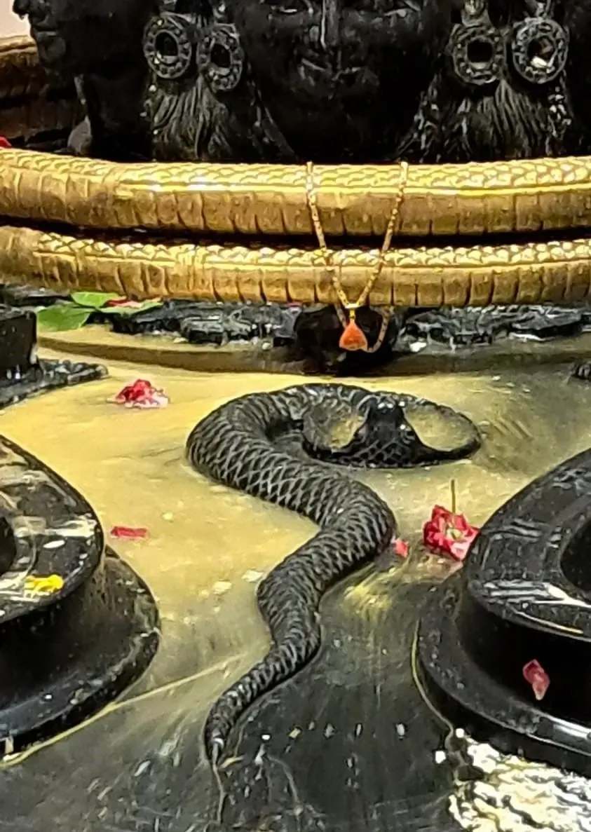 the-grand-rudrabhishek-at-om-ashram bodyImage