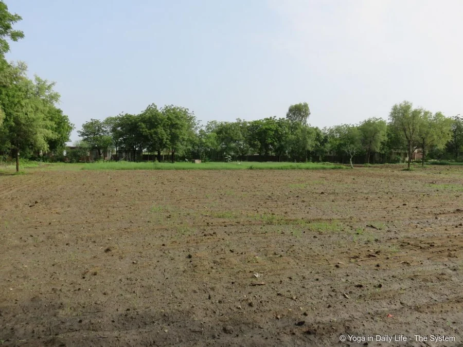 The 2002 organic rose garden area nicely cleaned for a new ornamental area