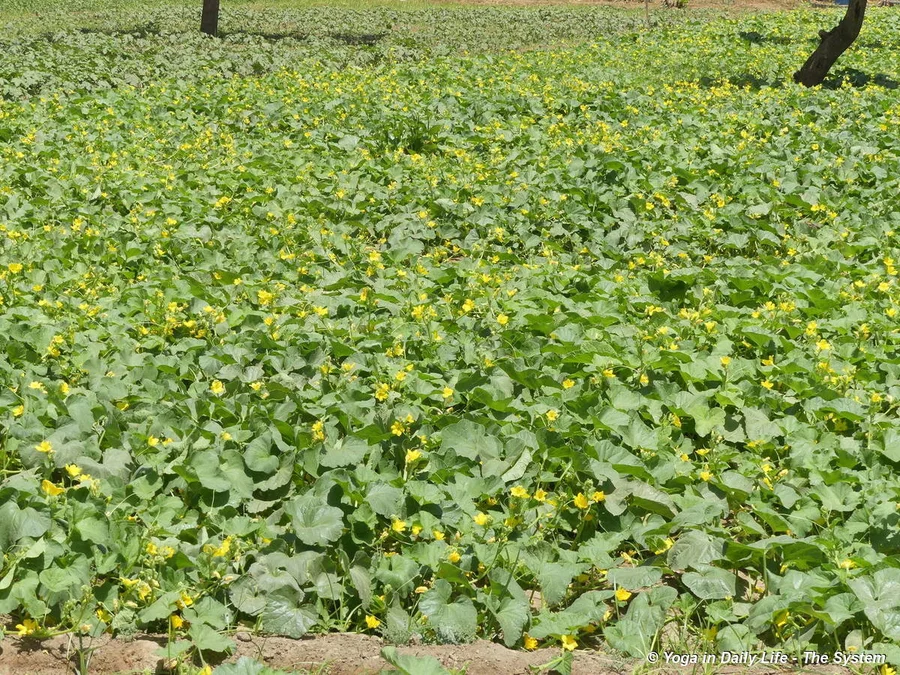 The best cucumber patch in Jadan history