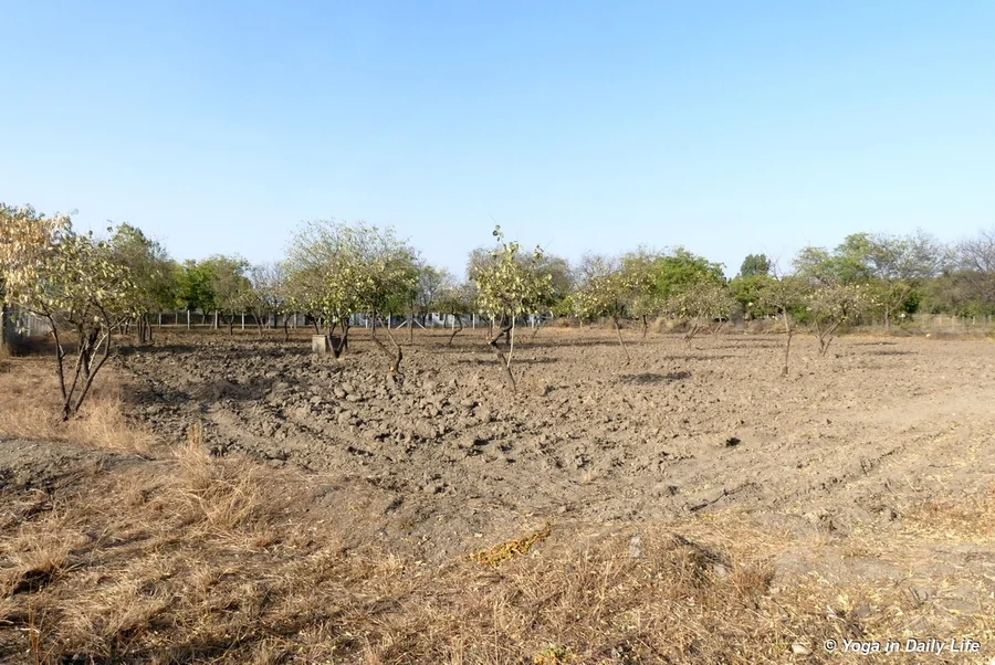 the gunda field was also disc ploughed and gundas pruned