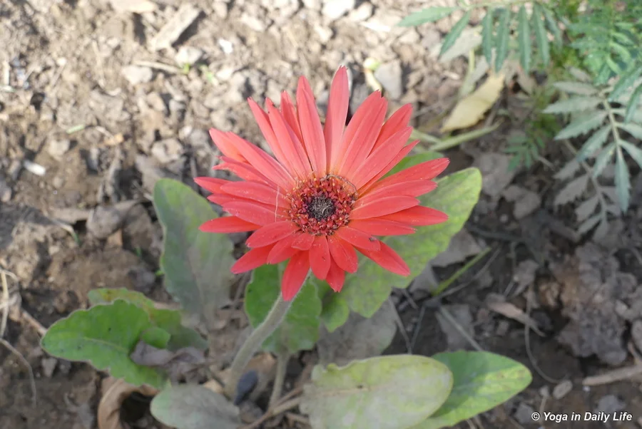 The humble gerbera flower