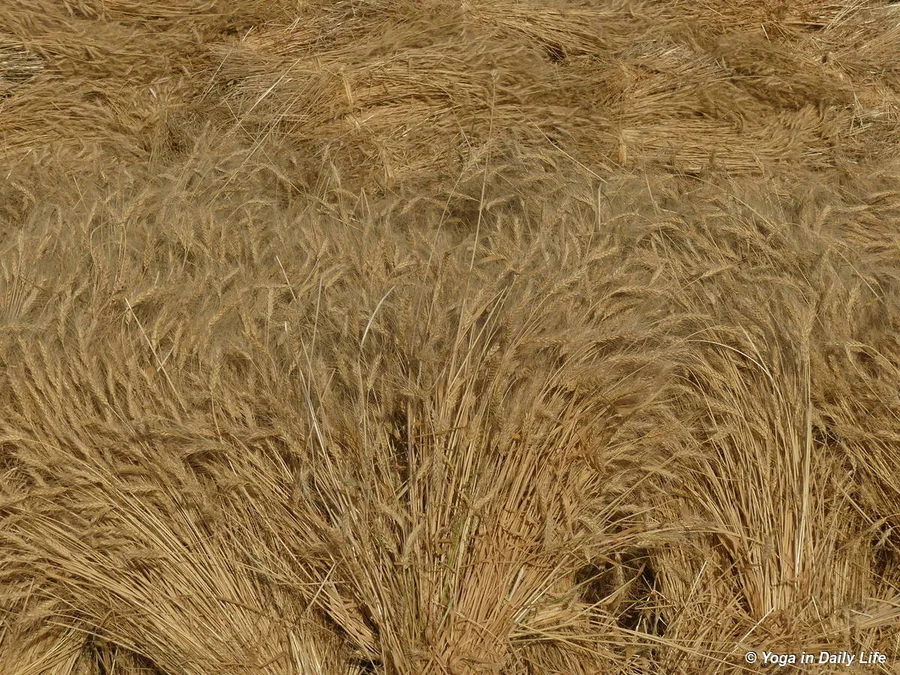 The intelligence and spirit within creation