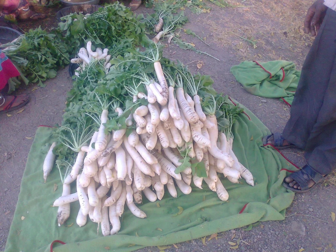 the last harvest before Makar Sankranti